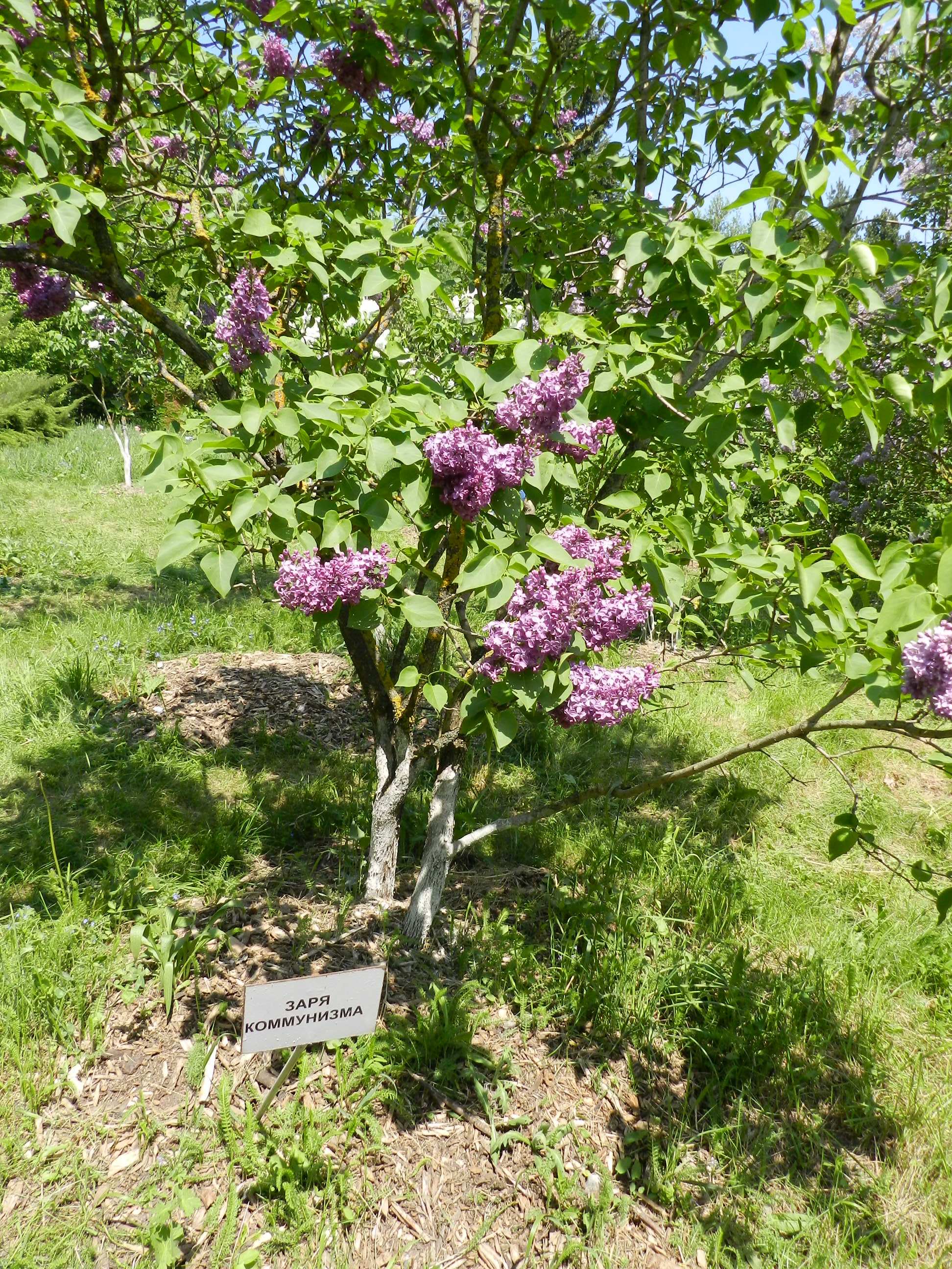 Сирень заря коммунизма описание и фото сорта